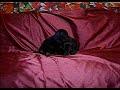 Filhotes Daschund