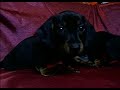 Filhotes Daschund