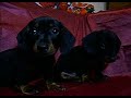 Filhotes Daschund