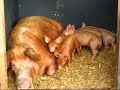 silky tamworth piglets