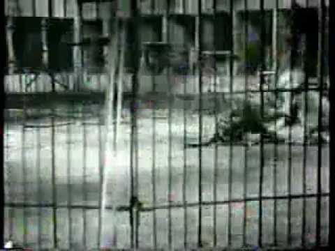 tigre vs leon batalla - una muetra de la barbarie humana y para los que tienen la curiosidad aki esta resuelta un tigre casi mata a un leon africano macho lo mas curioso esque es un...