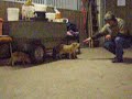 Vier niedliche Frischlinge (young wild boars) II