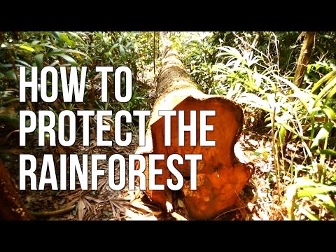 How to protect the  rainforest