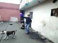 PITBULL KONAN