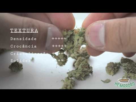 how to grow ak 47 weed