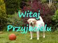 videos de Przyjacielowi 