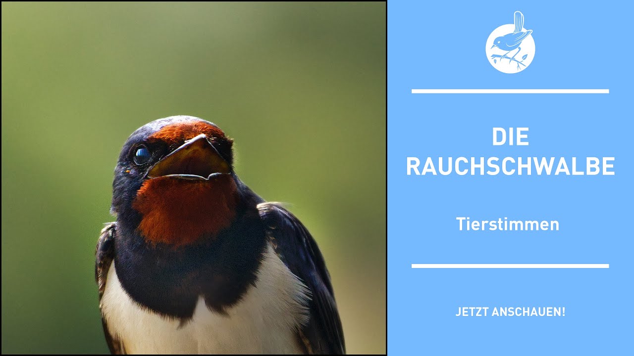 Vogelstimmen: Die Rauchschwalbe - Barn swallow - Hirundo rustica (4k)