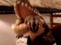 Sugar Glider Vs Alligator