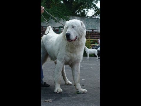 bully kutta