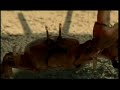Super Bowl 2007 Budweiser - Crabs