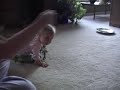 Baby laughing, cat playing.
