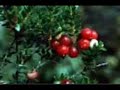 LUTHER VANDROSS (THIS CHRISTMAS) LUTHER VANDROSS (THIS CHRISTMAS)