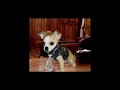 kristobal-el-perro-de-moria-cas-n-pide-el-divorcio-.html