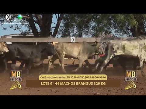 512� LEIL�O VIRTUAL MB LEIL�ES