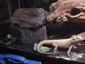 bearded dragons eating lots of crickets bearded dragons eating lots of crickets