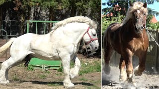 Ogiery Zimnokrwiste Grom i Winer i kacze nad rzeką Pilica