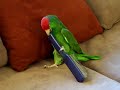 My Mexican Redheaded Amazon parrot 