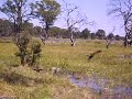 Spur Winged Geese