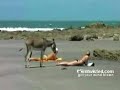Donkey Donkey