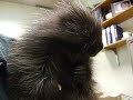 Baby Porcupine Eats A Banana and Has Hiccups!