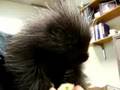Baby Porcupine Eats A Banana and Has Hiccups!