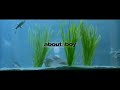 about a boy