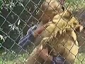 christian the lion  hug!