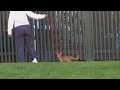 Chausie Cat on Leash 3
