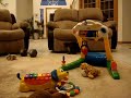 mali monkey playing