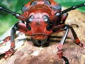 Invertebrados
