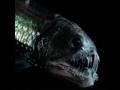 videos de schoensmeervis.wmv