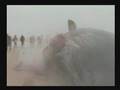 exploding whale on the beach of ameland