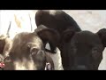 Go to SavePups.com - Play the Game and Save a Puppy!