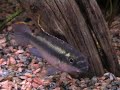 Purple Cichlid (Kribensis) 2
