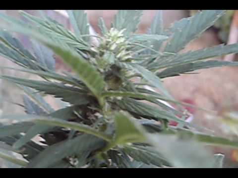 how to grow reggie seeds indoors