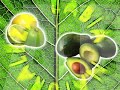 Naturaleza sabia