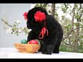 Tender Ebony F Litter Tender Ebony F Litter