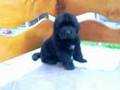 Tender Ebony F Litter