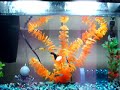 Guppies Guppies