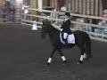 Dancing With Friesians Dancing With Friesians