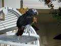 My Talking African grey Calling my Lovebird Part 2