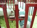 Pigs at the fair