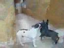 MEUS BULDOGUES!!!