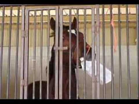 Thoroughbred Horse playing with a ...