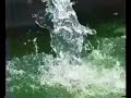 Spirulina - Anbau auf unserer Sonnenfarm Spirulina - Anbau auf unserer Sonnenfarm