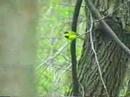Hooded Warbler 2 Hooded Warbler 2