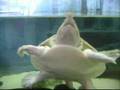 Softshell Turtle called Mr. Magoo