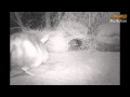 Perth Zoo unveil new baby puggle