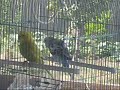 Birds Birds