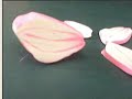 In The Pink - 05